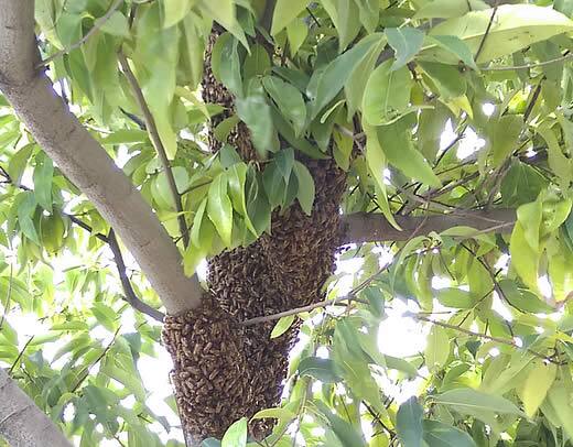 ミツバチ分蜂注意点街路樹